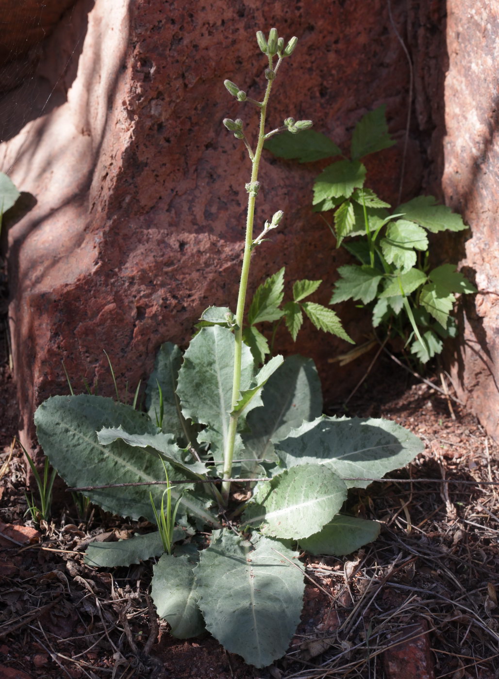 Изображение особи Steptorhamphus crassicaulis.