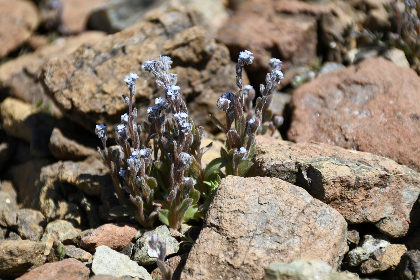 Image of Myosotis minutiflora specimen.