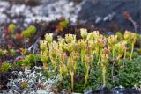 Diapensia lapponica