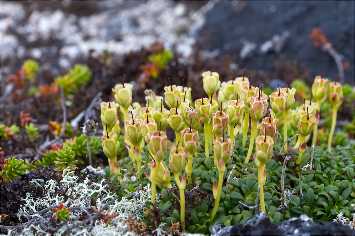 Изображение особи Diapensia lapponica.