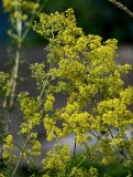 Galium verum. Соцветия. Армения, обл. Лори, окр. г. Алаверди, монастырь Ахпат, ≈ 1000 м н.у.м., у дороги. 24.06.2022.