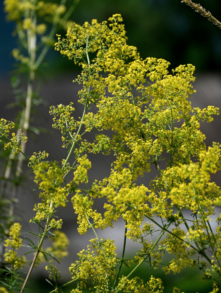 Изображение особи Galium verum.