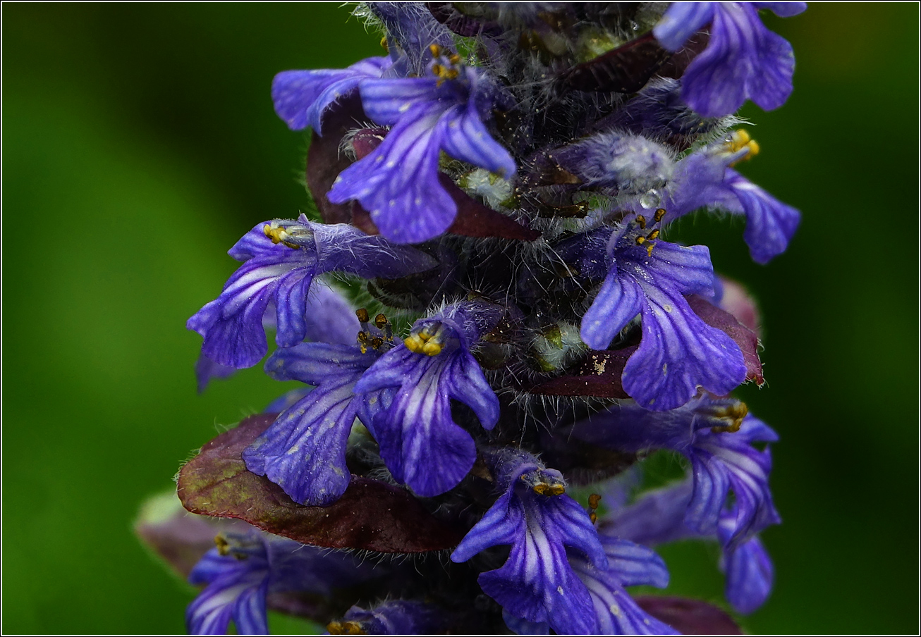 Image of Ajuga reptans specimen.