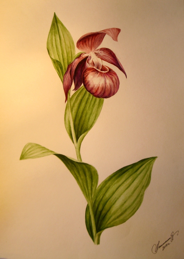 Изображение особи Cypripedium macranthos.