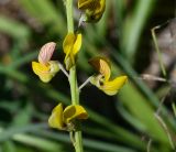 Crotalaria lanceolata