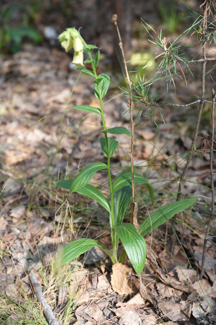 Изображение особи Digitalis grandiflora.