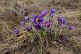 genus Pulsatilla