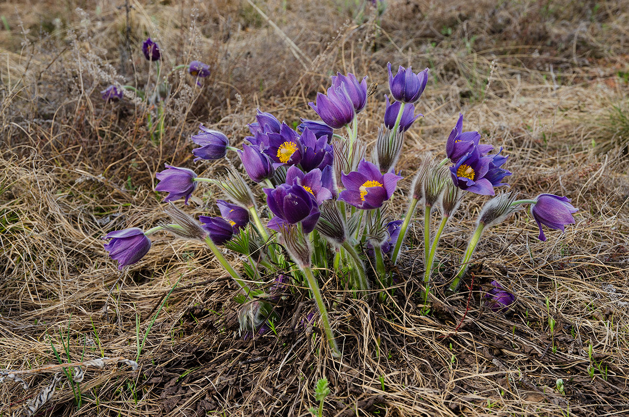 Изображение особи род Pulsatilla.