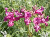 Impatiens glandulifera