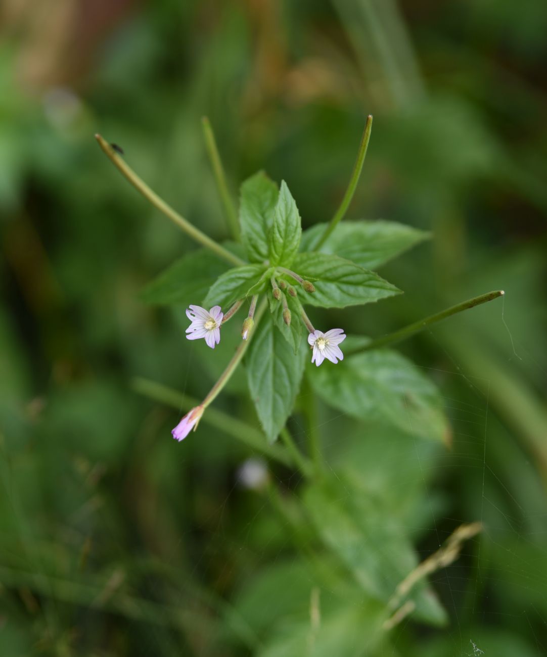 Изображение особи род Epilobium.