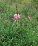 Onobrychis viciifolia. Соцветие. Московская обл., г. Балашиха, окр. усадьбы Пехра-Яковлевское, левый борт дол. р. Пехорка, луг. 09.09.2023.