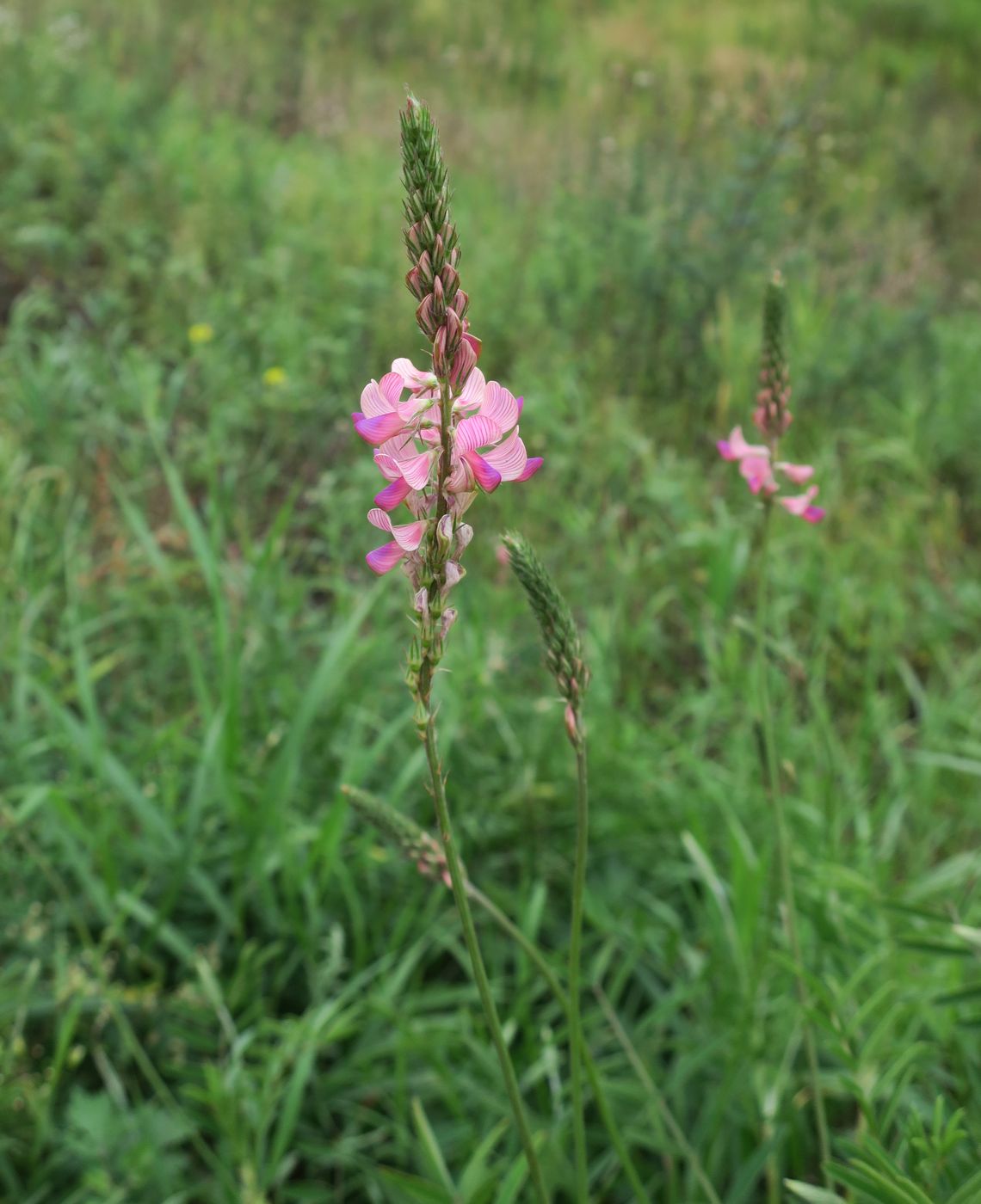 Image of Onobrychis viciifolia specimen.