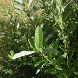 Salix caucasica