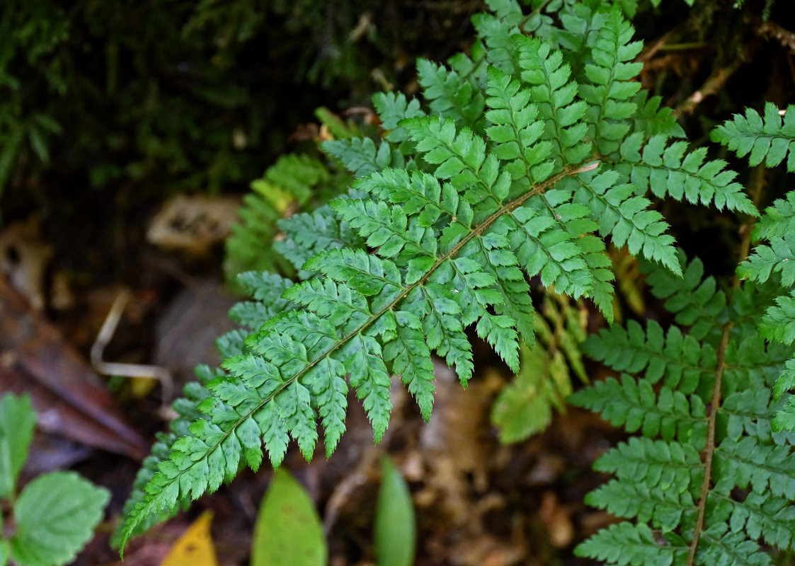 Изображение особи Polystichum braunii.