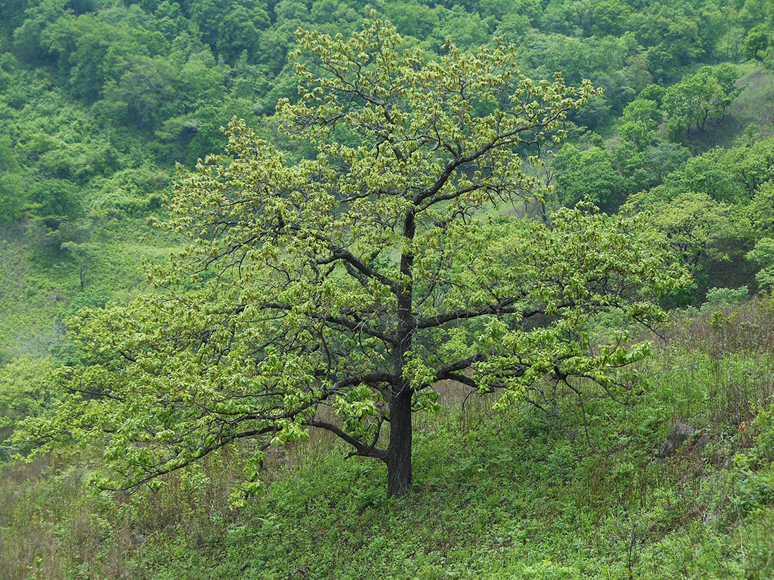 Изображение особи Quercus dentata.