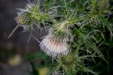 Cirsium echinus. Цветущее и развивающиеся соцветия. Северная Осетия, Алагирский р-н, Куртатинское ущелье, Кадаргаванский каньон, подножие каменистого склона, у дороги. 23.07.2022.