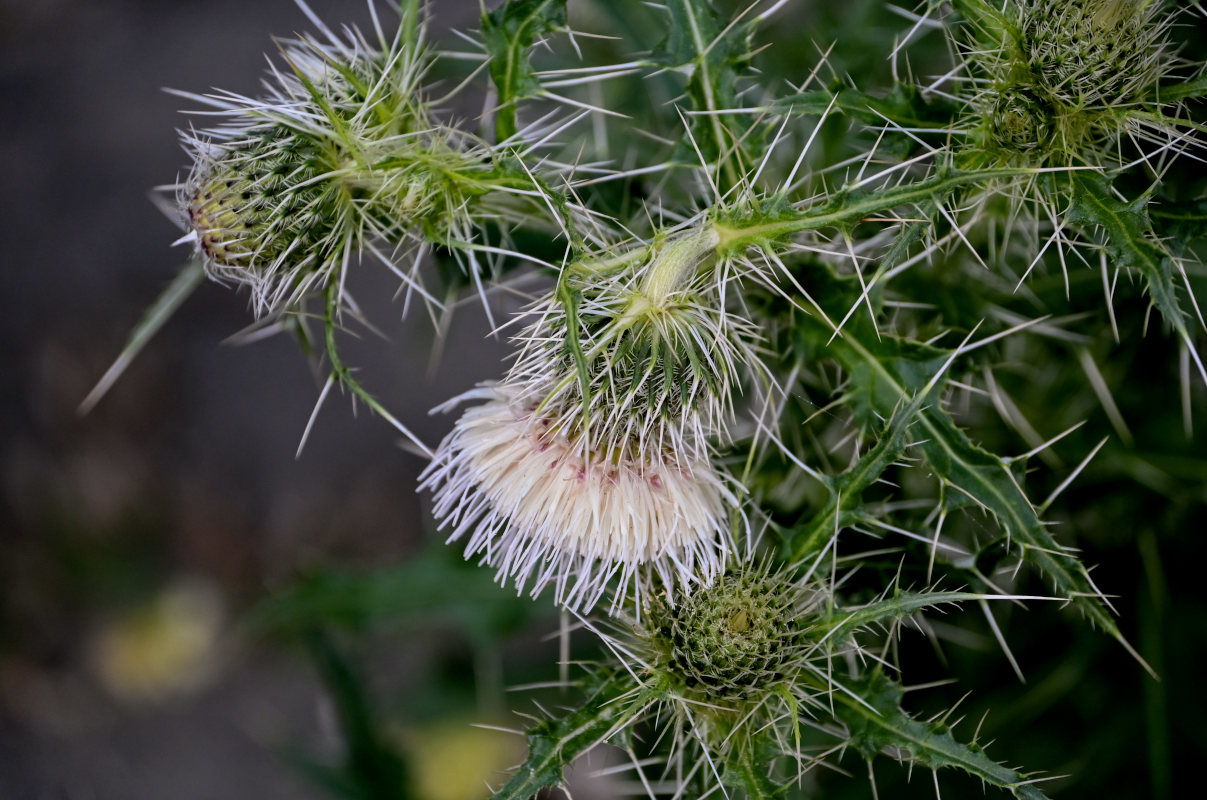 Изображение особи Cirsium echinus.