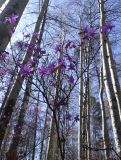 Rhododendron dauricum. Верхушка цветущего растения на фоне тополёво-берёзового леса. Бурятия, Кабанский р-н, тополёво-берёзовый лес на склоне сопки у северного подножья хребта Хамар-Дабан. 22.05.2023.