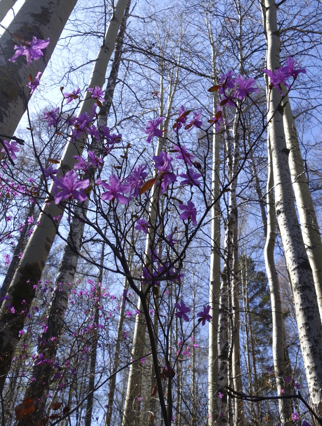 Изображение особи Rhododendron dauricum.