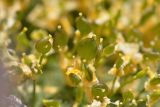 Draba bryoides. Завязи. Карачаево-Черкесия, Карачаевский р-н, Большой Кавказ, левый борт долины Чиринкол, восточный склон хребта под перевалом Доломиты Северный, ≈ 3470 м н.у.м., скальный выход. 22.07.2023.