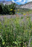 Crepis sibirica. Цветущее растение в сообществе с Nepeta и Trifolium. Киргизия, Джалал-Абадская обл., Западный Тянь-Шань, берег оз. Ири-Кёль, ≈ 1800 м н.у.м., луг. 15.07.2022.