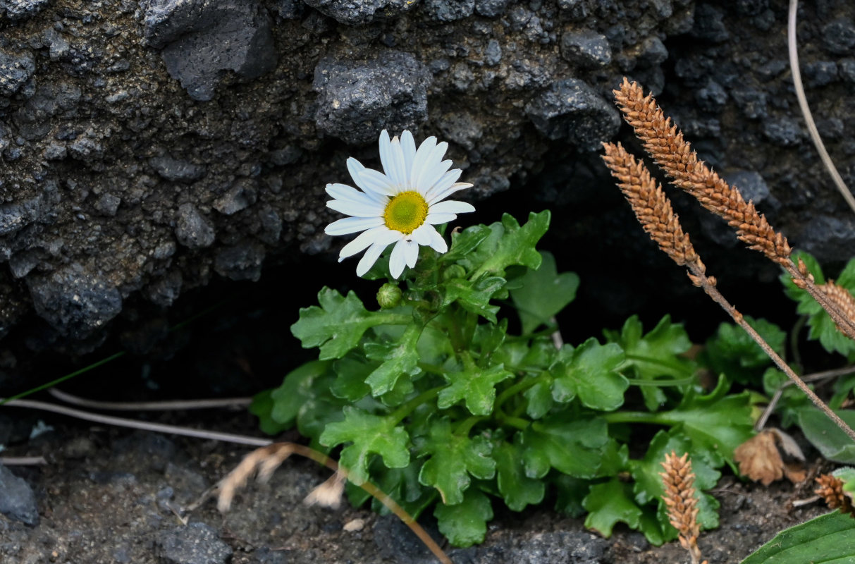 Изображение особи Arctanthemum arcticum.