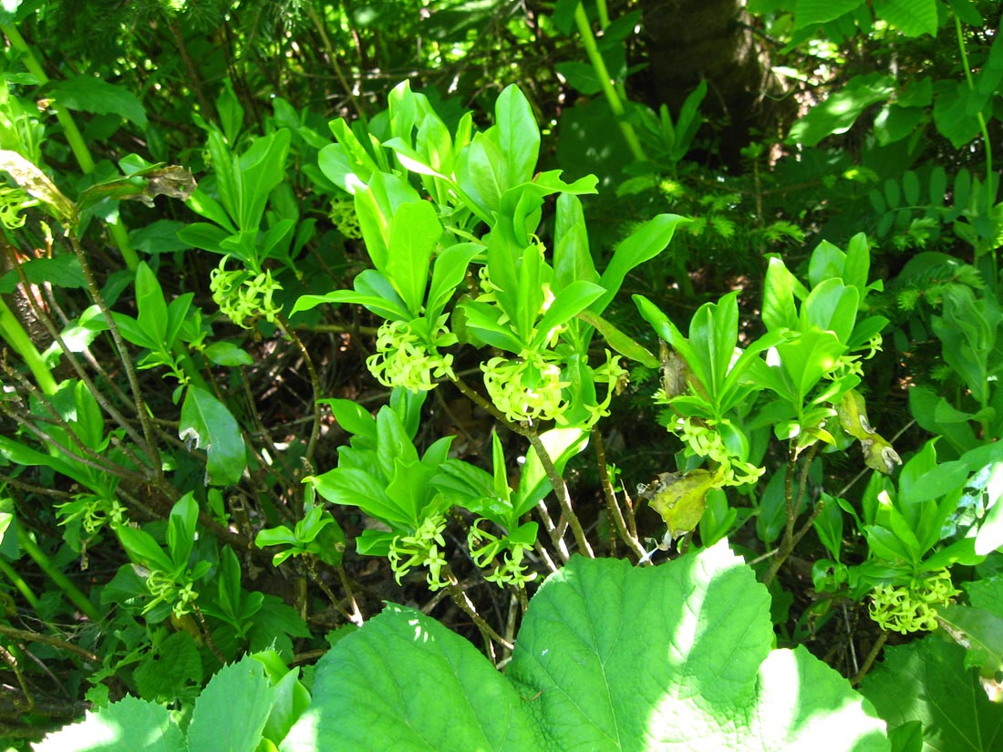 Image of Daphne pontica specimen.