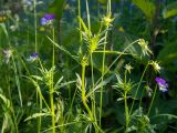 Viola tricolor. Верхушки цветущих растений. Московская обл., Талдомский р-н, окр. дер. Веретьево, СНТ \"Надежда\", у забора. 15.06.2023.