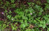 Geranium robertianum