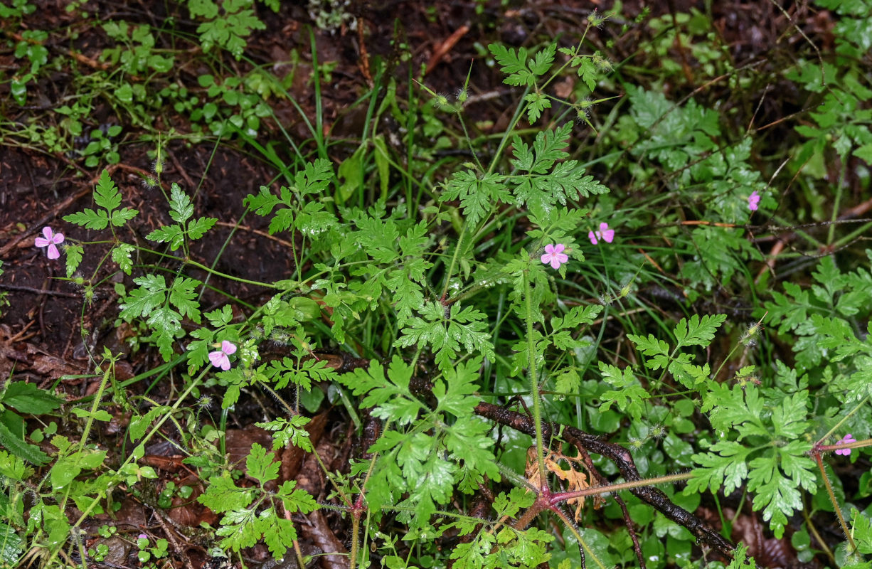 Изображение особи Geranium robertianum.