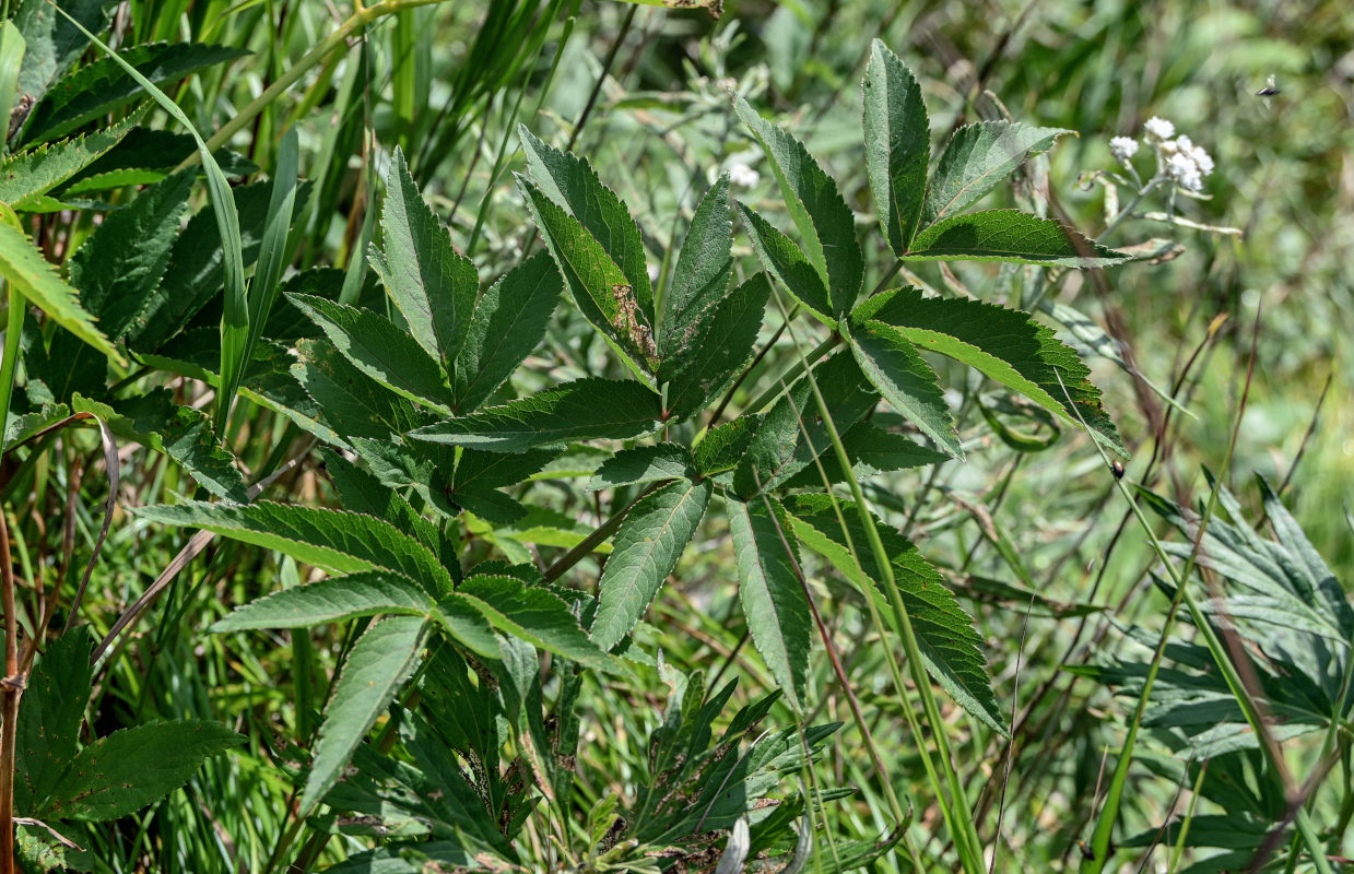 Image of Angelica genuflexa specimen.