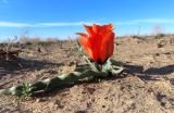 Tulipa borszczowii. Цветущее растение. Казахстан, Туркестанская обл., Сузакский р-н, Западная Бетпак-Дала, окр. пос. Кыземшек (бывш. Степной), равнинная полынно-боялычная пустыня, на супесчаной почве. 16 апреля 2024 г.