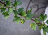 Ribes aureum