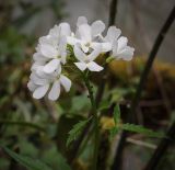 Cardamine bulbifera. Соцветие. Абхазия, Гудаутский р-н, Рицинский реликтовый национальный парк, долина р. Юпшара, широколиственный лес. 13.04.2024.