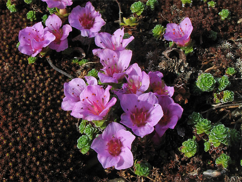 Изображение особи Saxifraga asiatica.