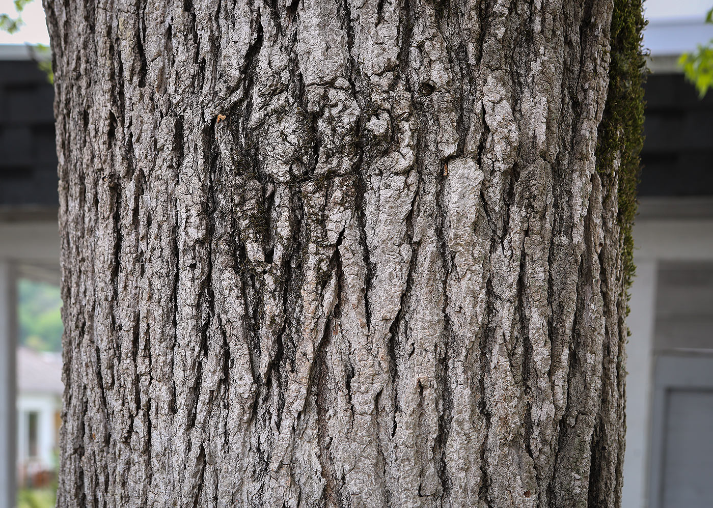 Image of Liquidambar styraciflua specimen.