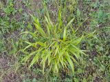Brachypodium sylvaticum