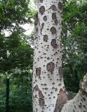 Populus alba