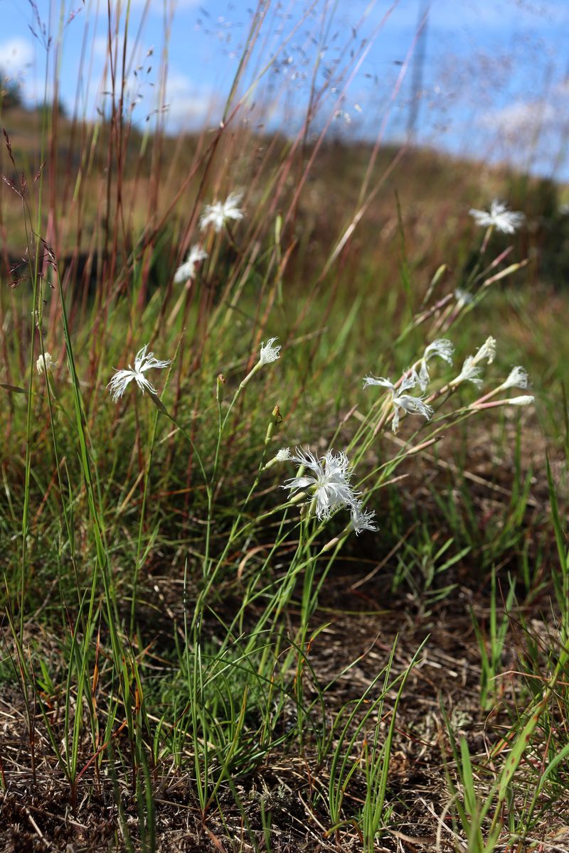 Image of Dianthus borussicus specimen.