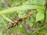 genus Carex