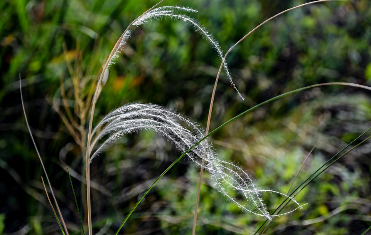 Image of genus Stipa specimen.
