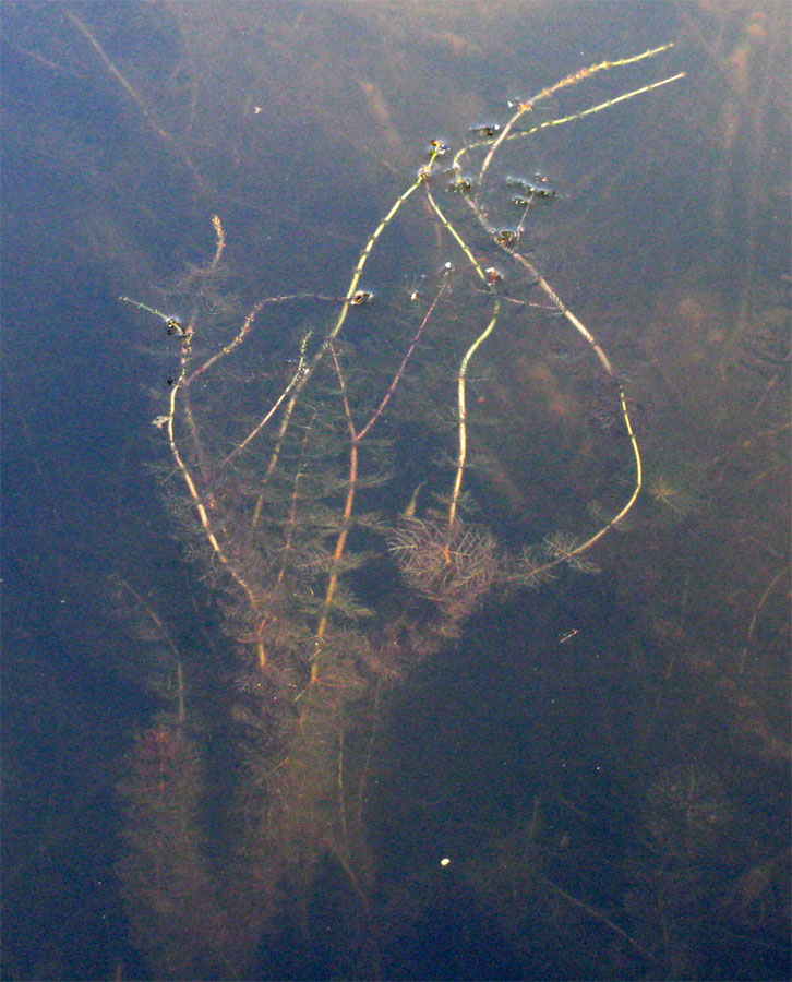 Image of Myriophyllum sibiricum specimen.