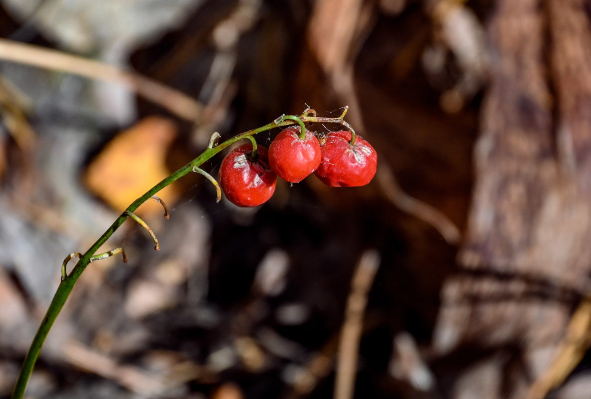 Image of Convallaria majalis specimen.