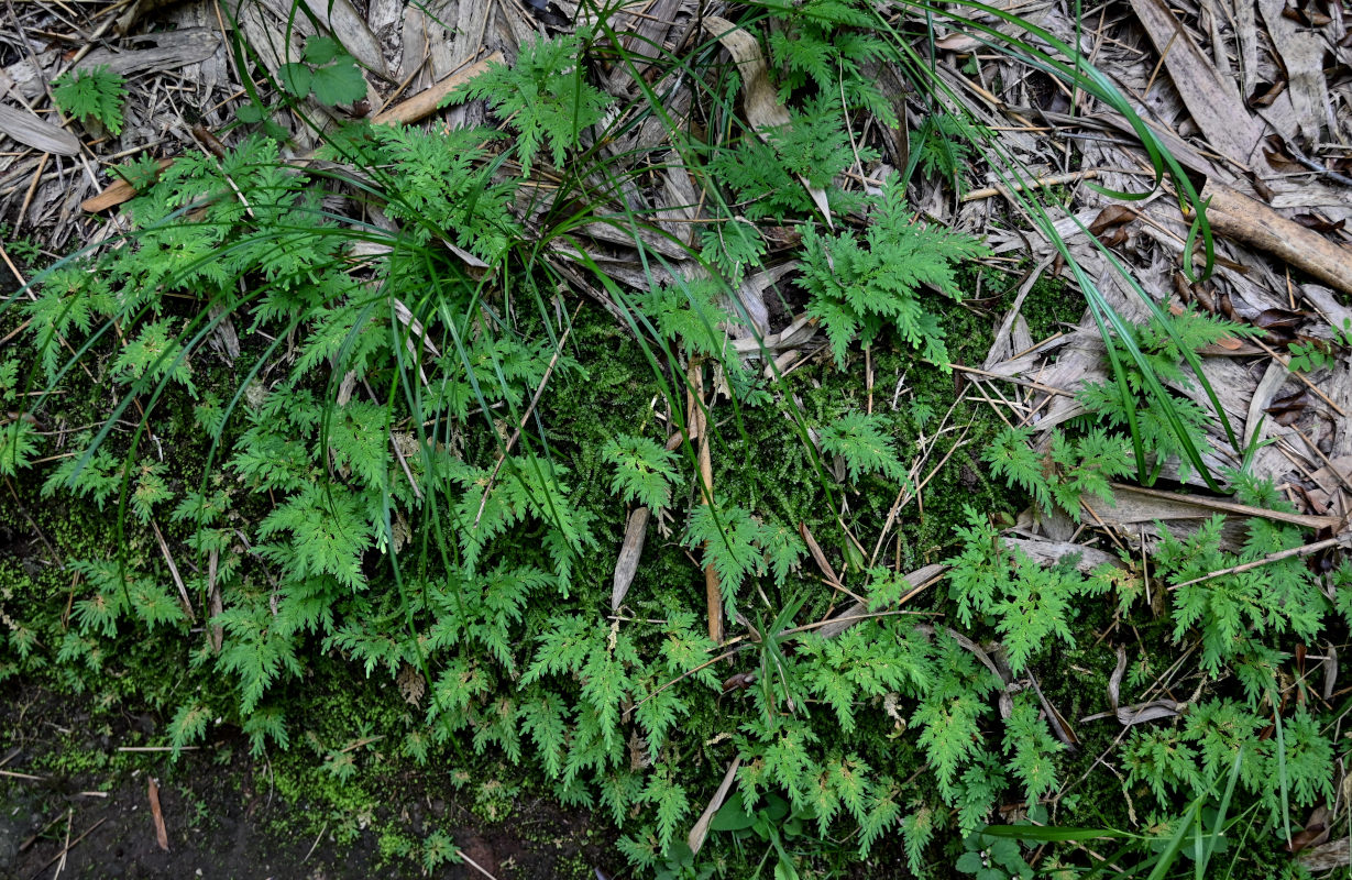 Изображение особи Selaginella biformis.