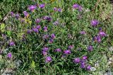 Centaurea jacea. Цветущие растения. Вологодская обл., Кирилловский р-н, с. Горицы, берег р. Шексна, подножие лугового склона. 12.07.2024.