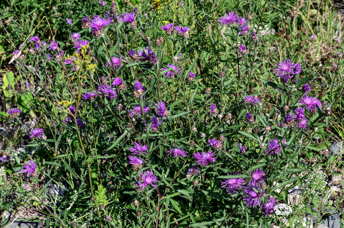 Изображение особи Centaurea jacea.