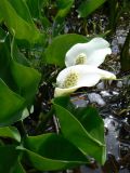Calla palustris