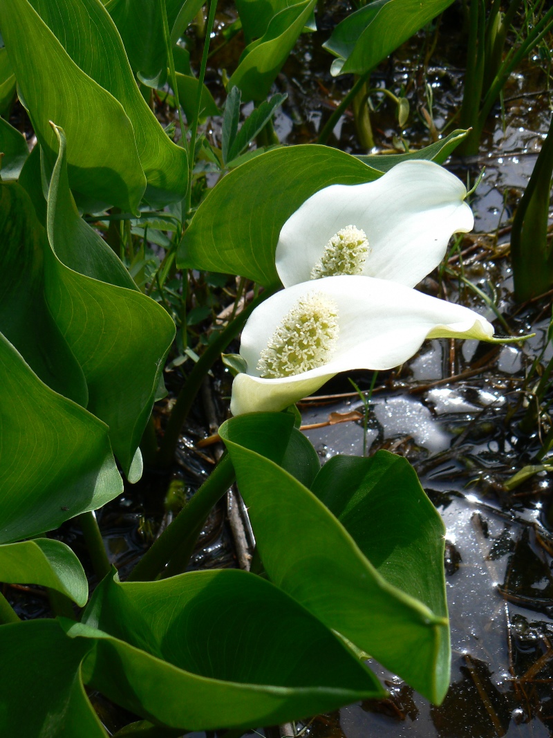 Image of Calla palustris specimen.