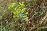 genus Euphorbia