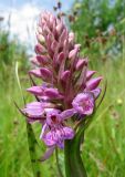 Dactylorhiza baltica. Соцветие. Смоленская обл., Смоленский р-н, долина р. Клец. 12.06.2009.